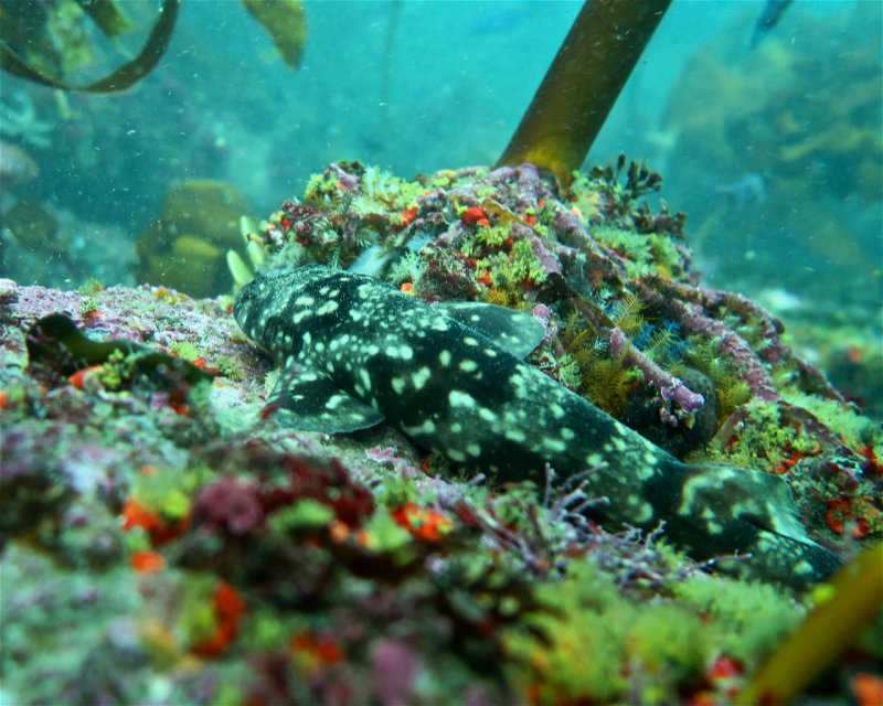 Divesite Image