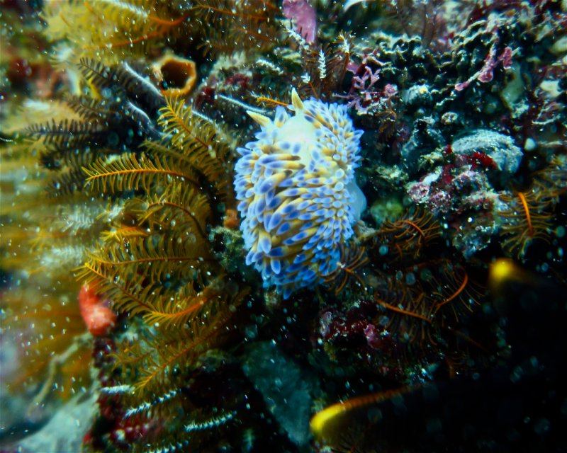 Divesite Image