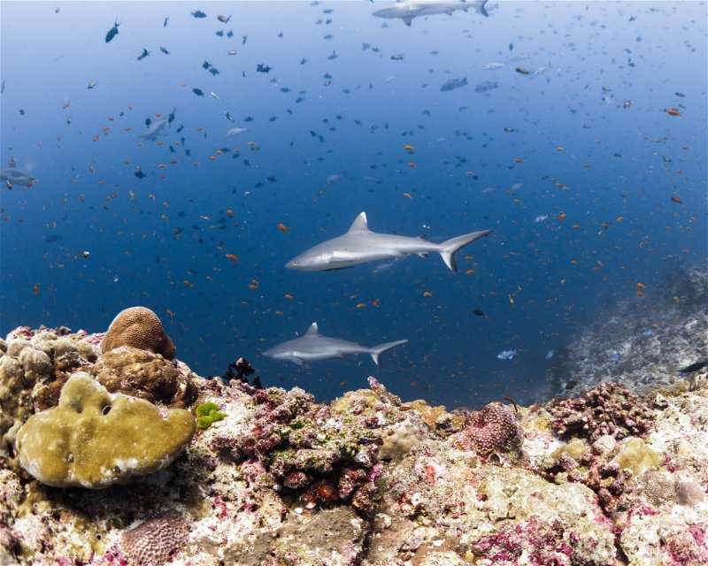 Divesite Image