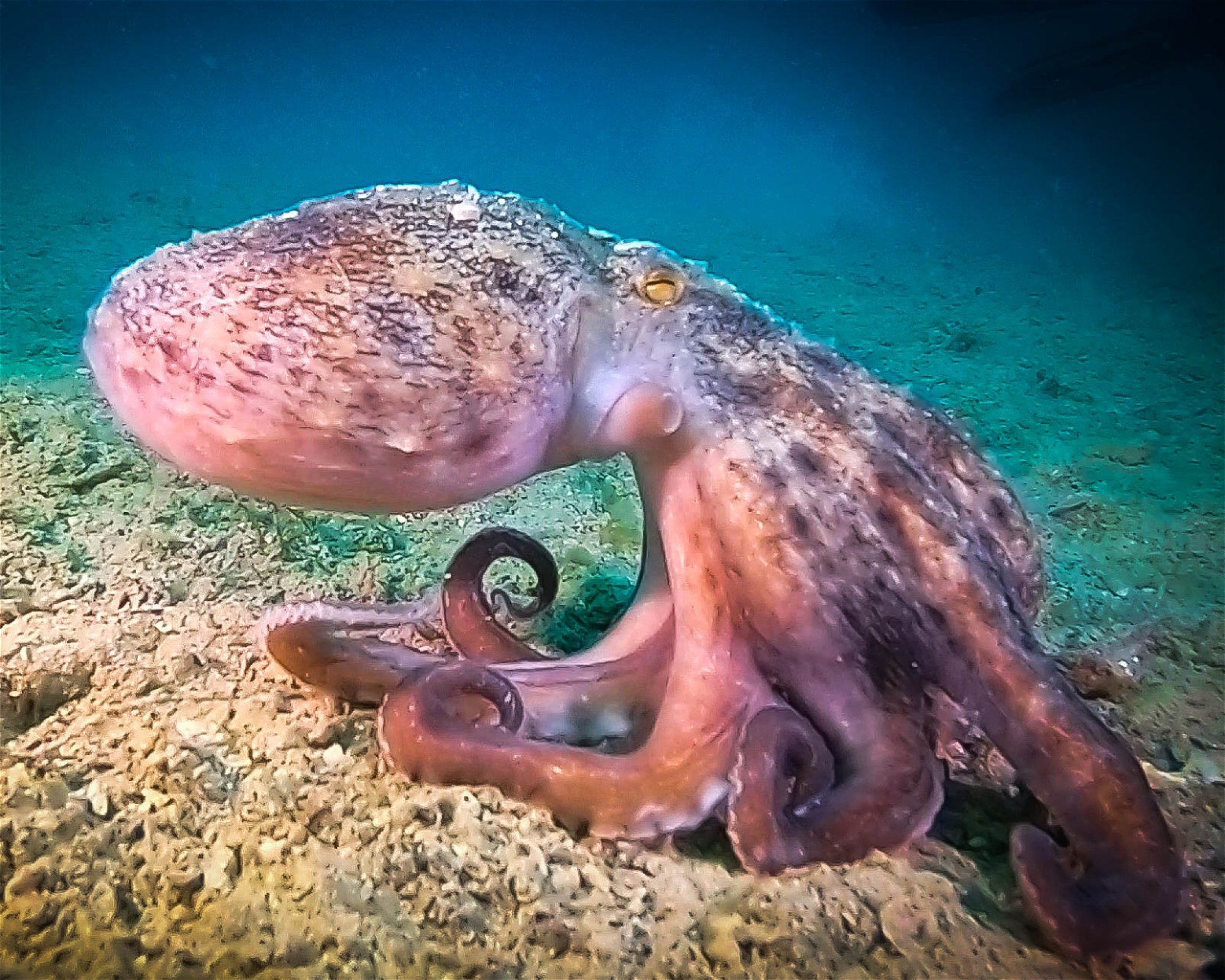 Subaquatic, 52470 Umag