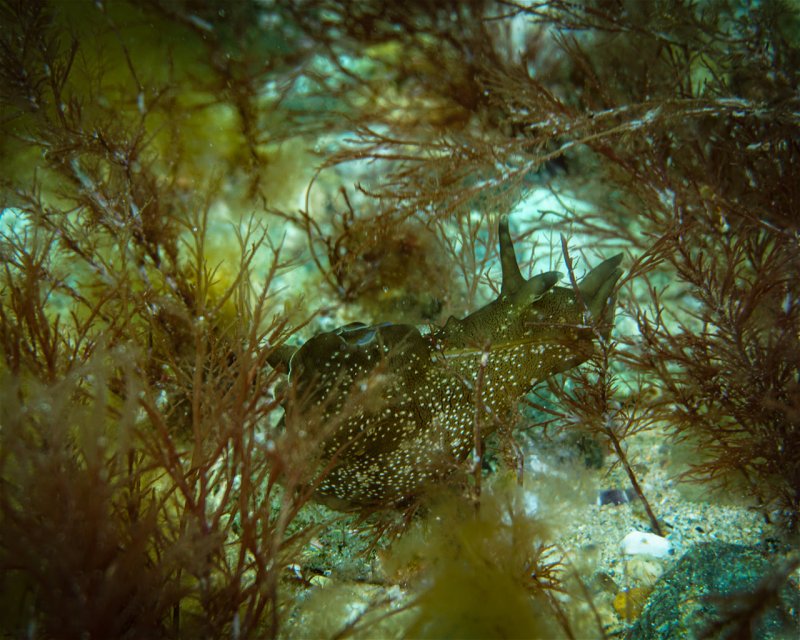 Divesite Image