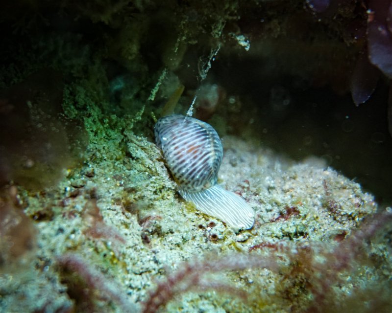 Divesite Image