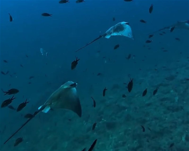 Divesite Image