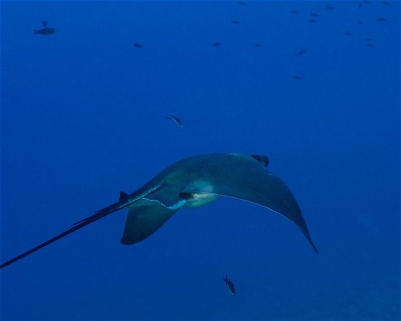 Divesite Image