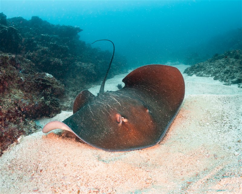 Divesite Image