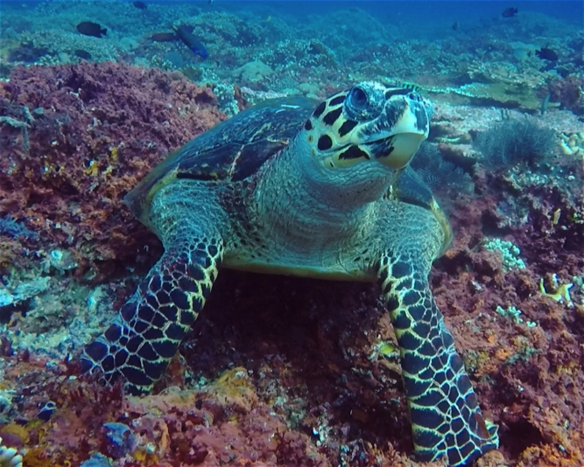 BALI FUN DIVING, 80224 Denpasar Selatan