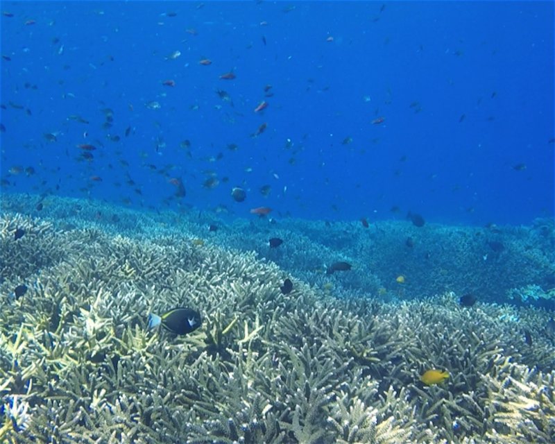 Divesite Image
