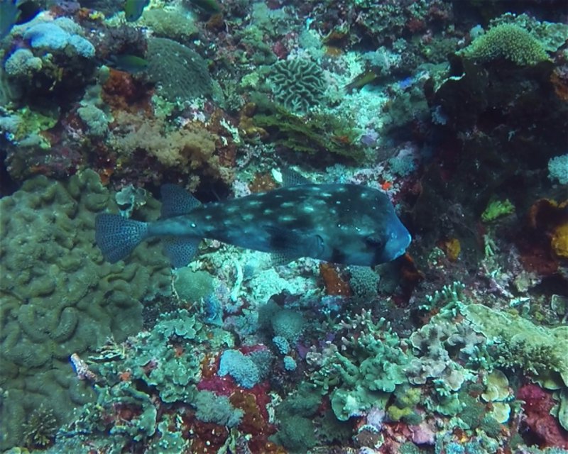 Divesite Image