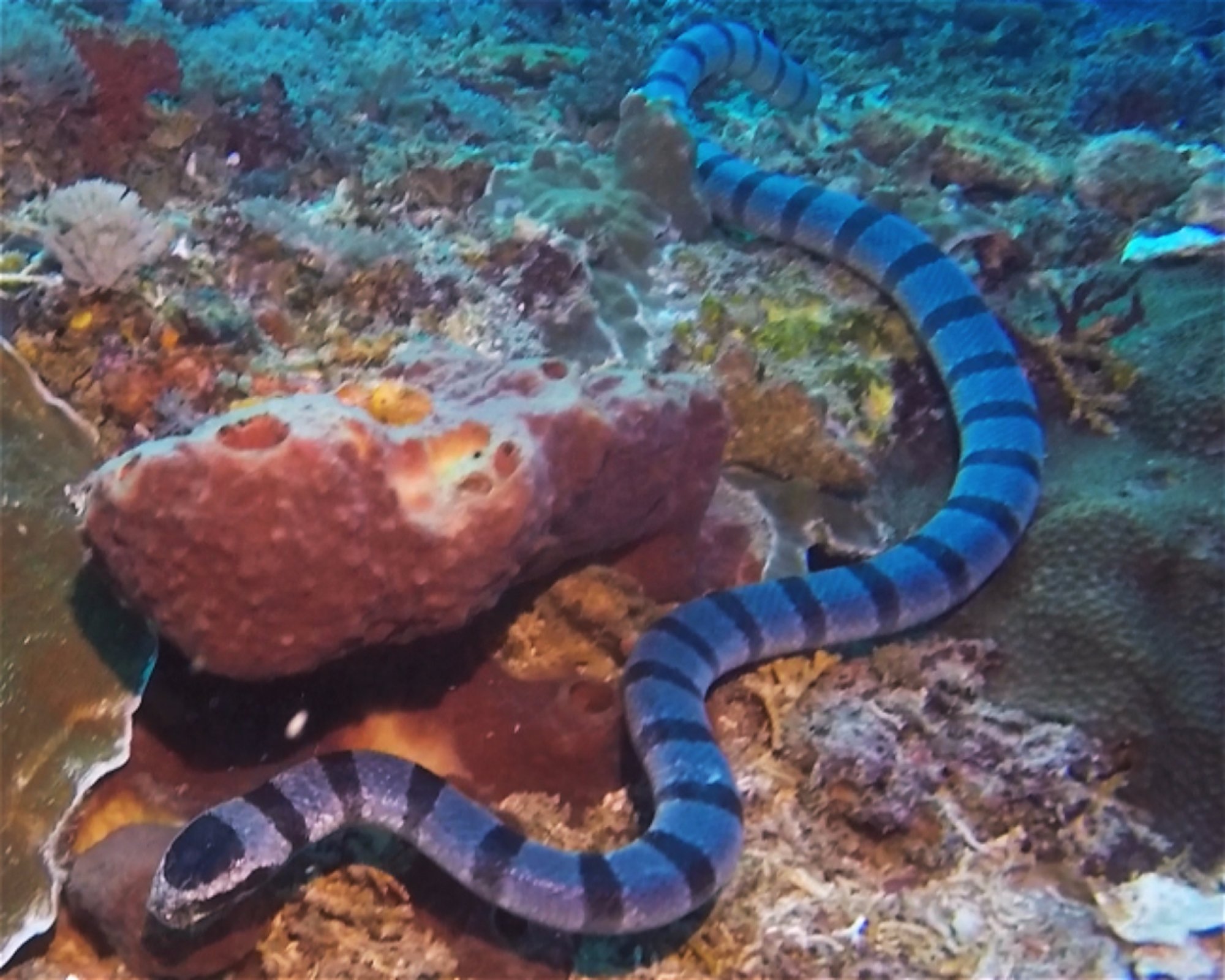 BALI FUN DIVING, 80224 Denpasar Selatan