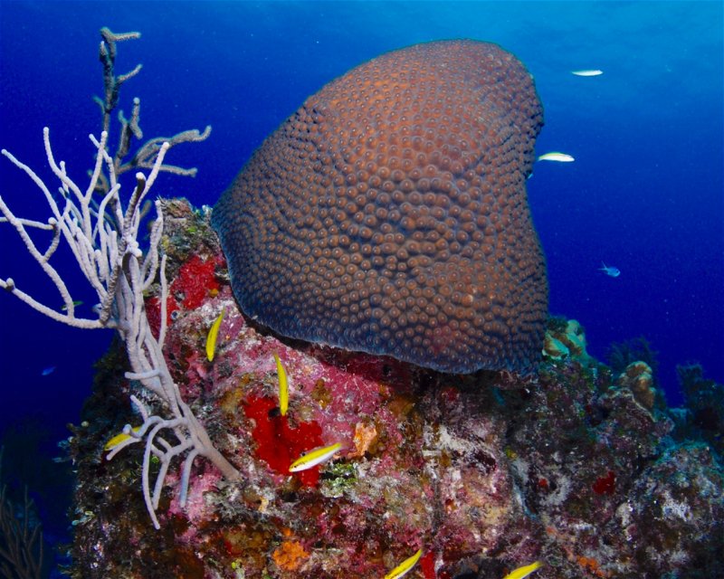 Divesite Image