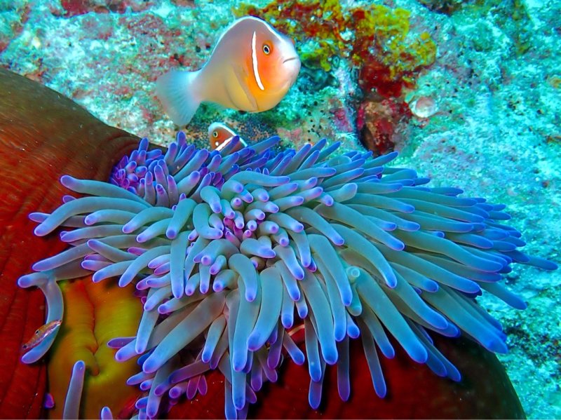 Divesite Image
