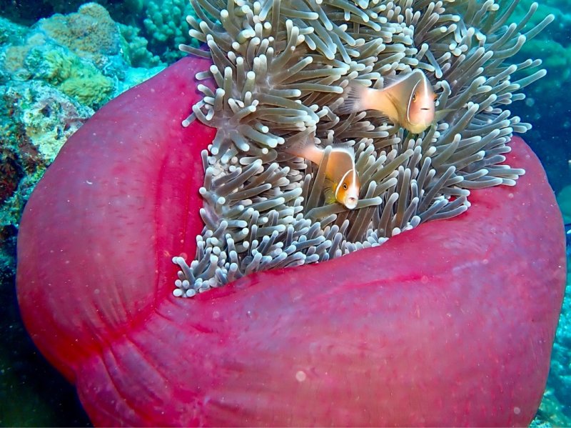 Divesite Image