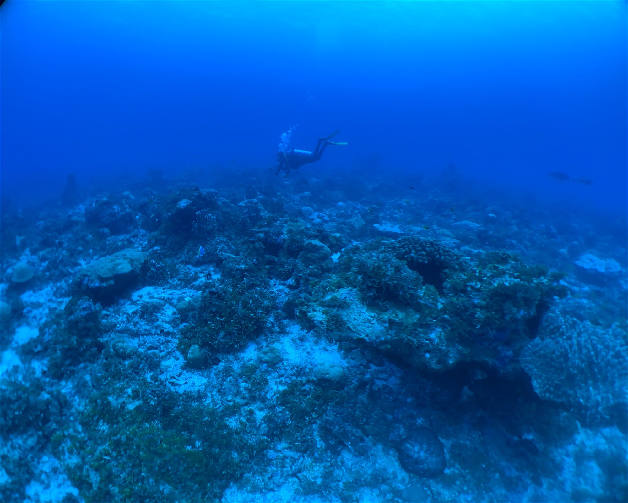 BLUE SEA DIVERS, 0000 MAHE