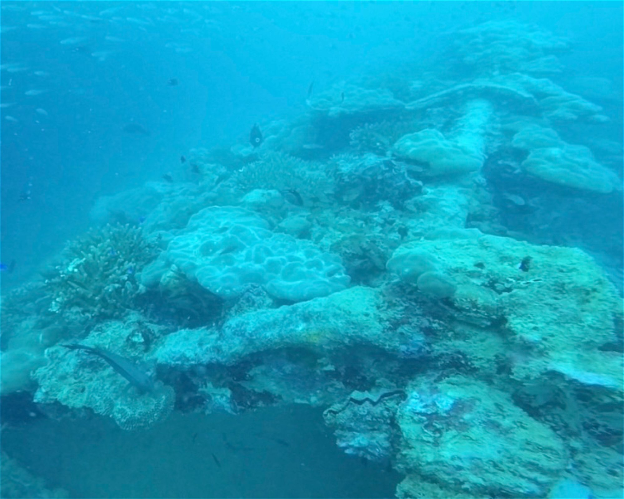 BLUE SEA DIVERS, 0000 MAHE