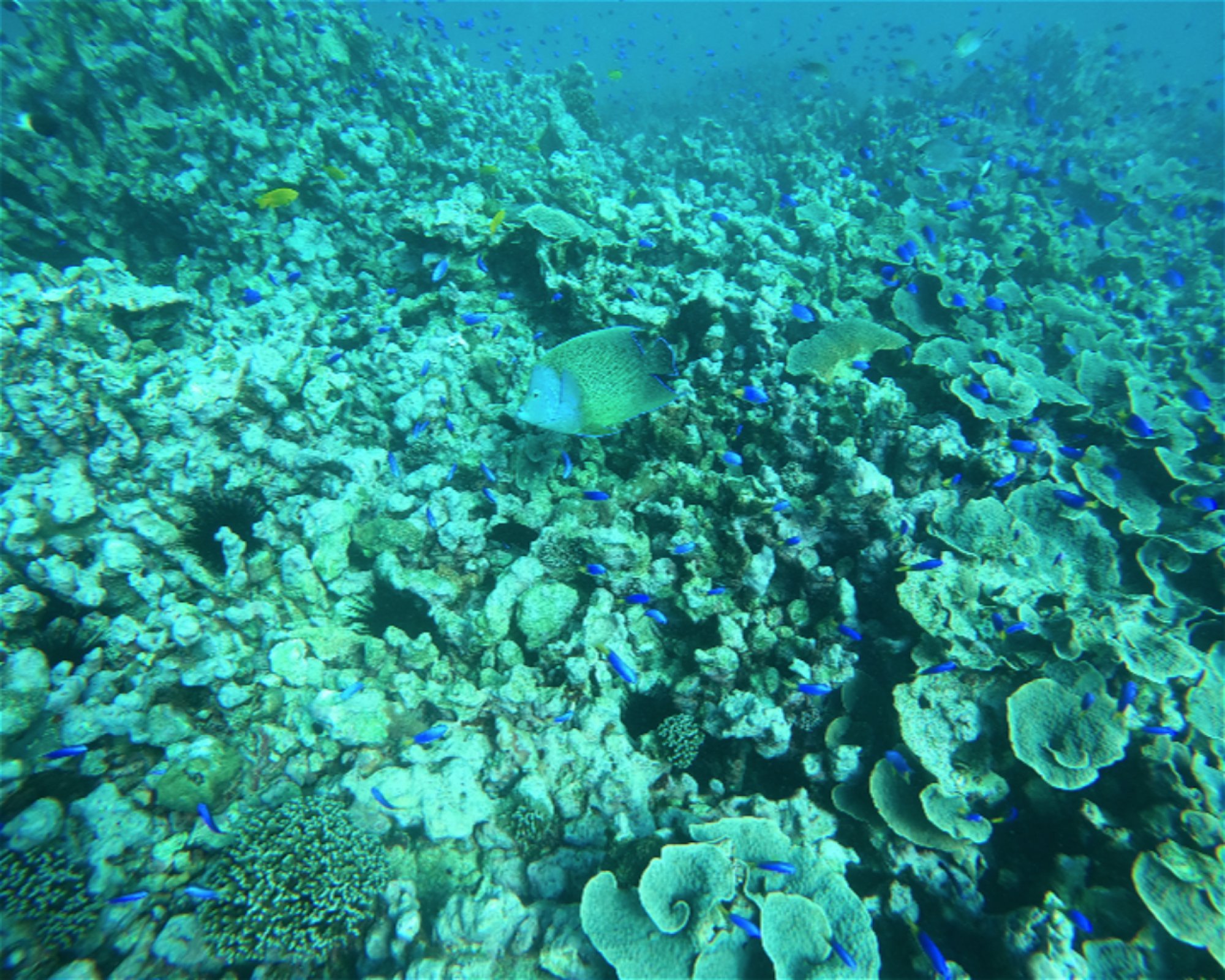 BLUE SEA DIVERS, 0000 MAHE