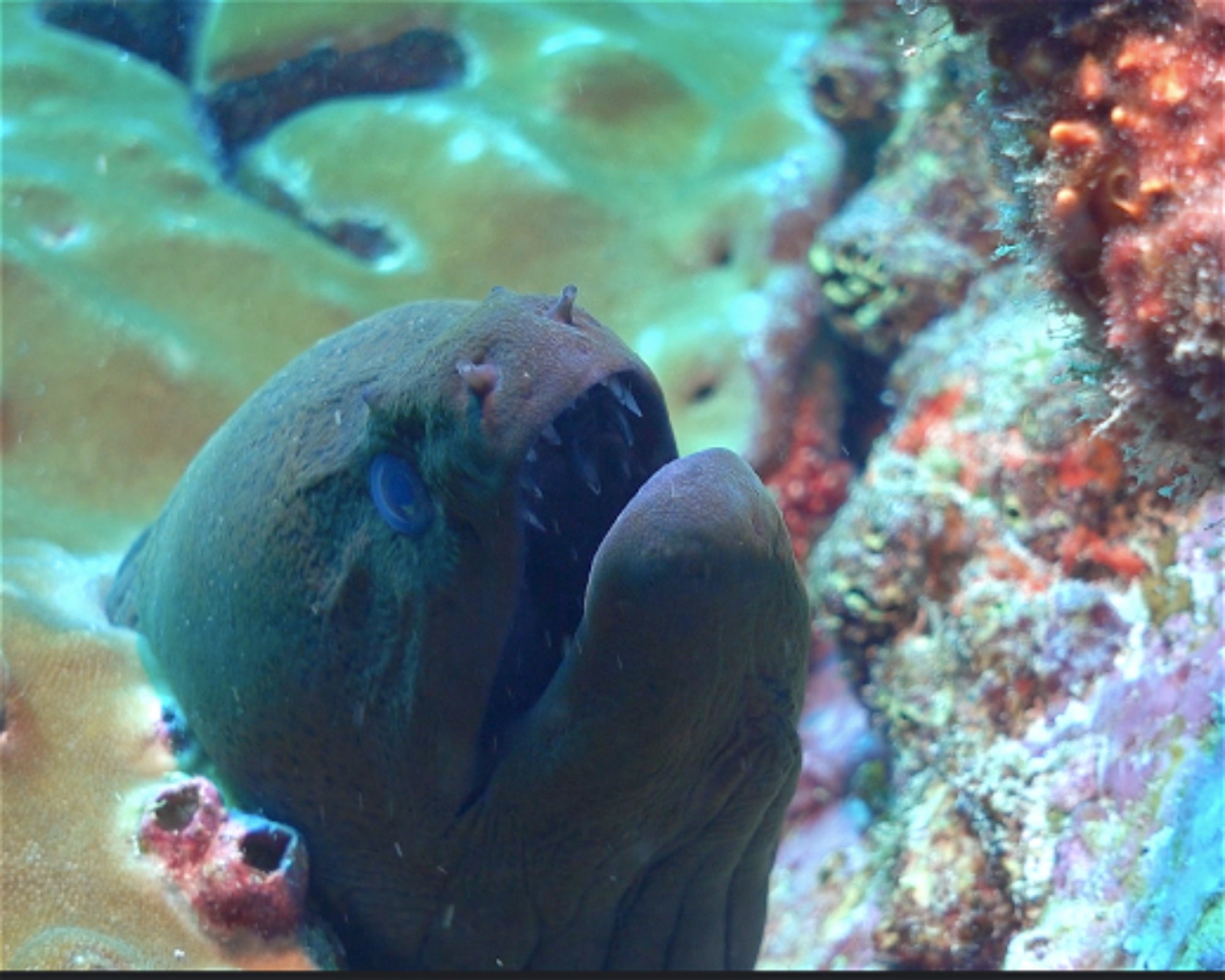 Whitetip Divers, 00000 PRASLIN