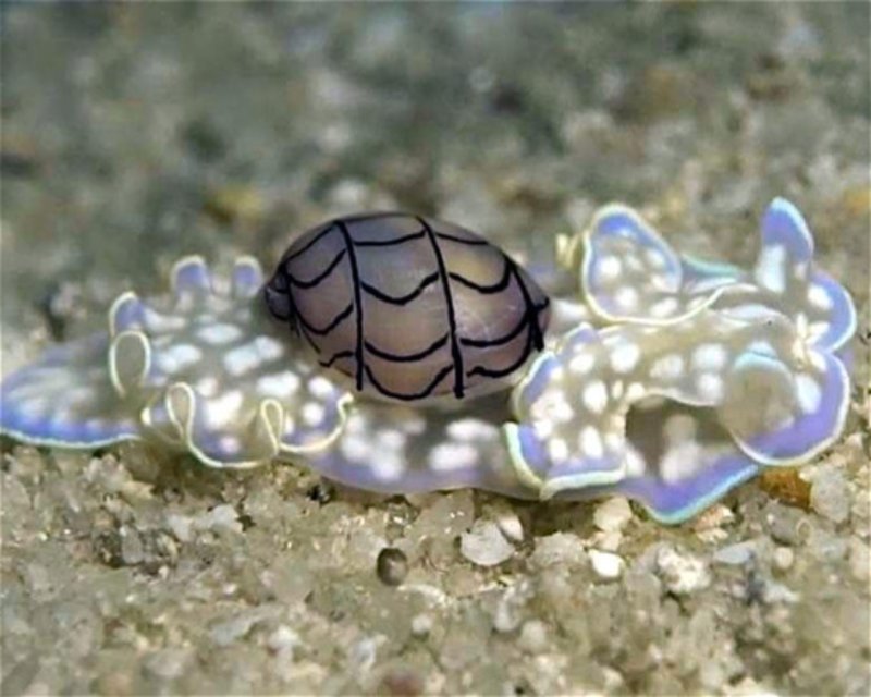 Divesite Image
