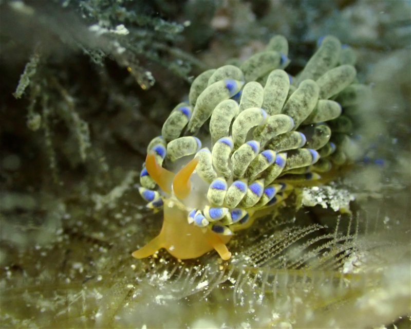 Divesite Image