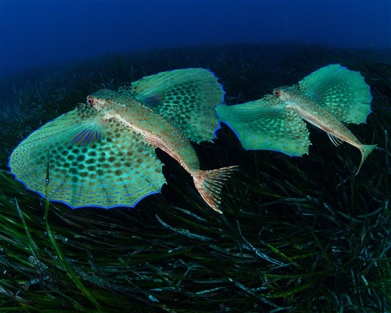 Divesite Image