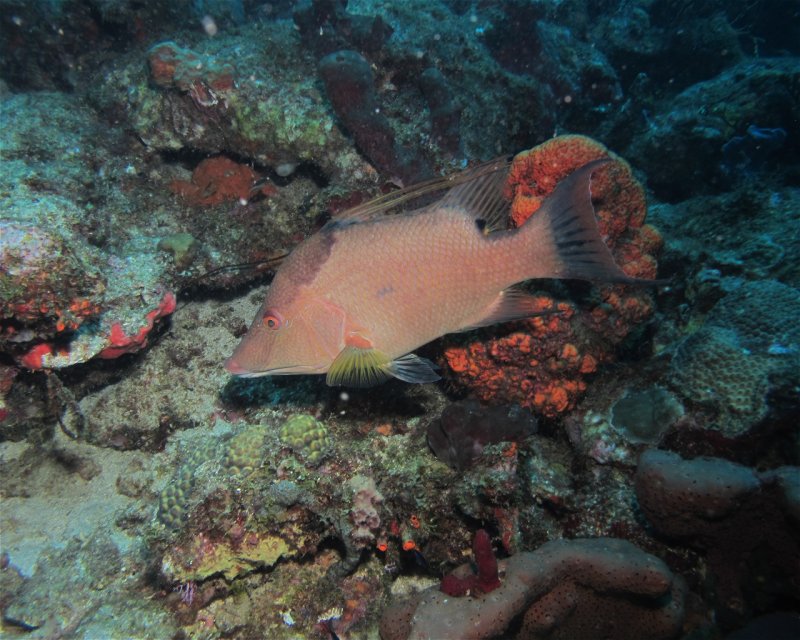 Divesite Image