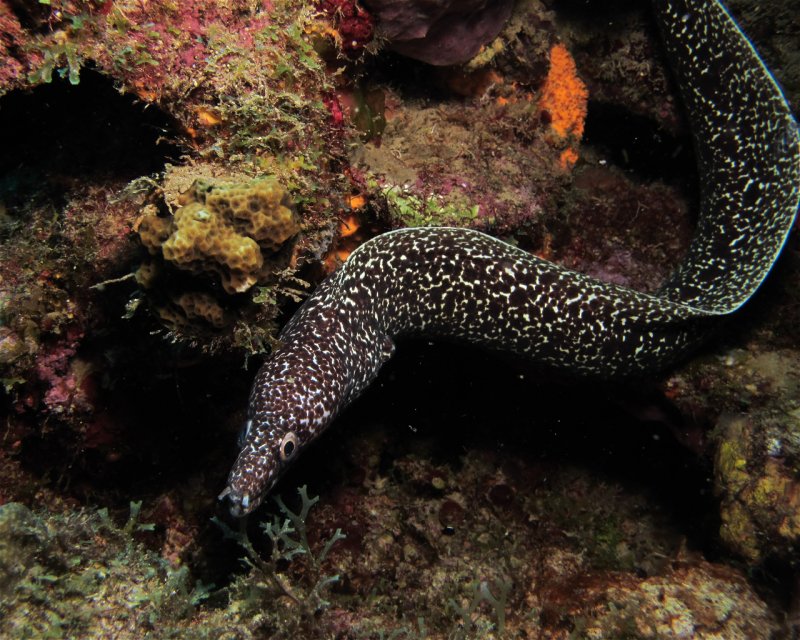 Divesite Image