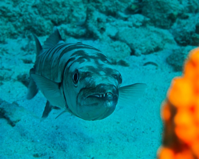 Divesite Image