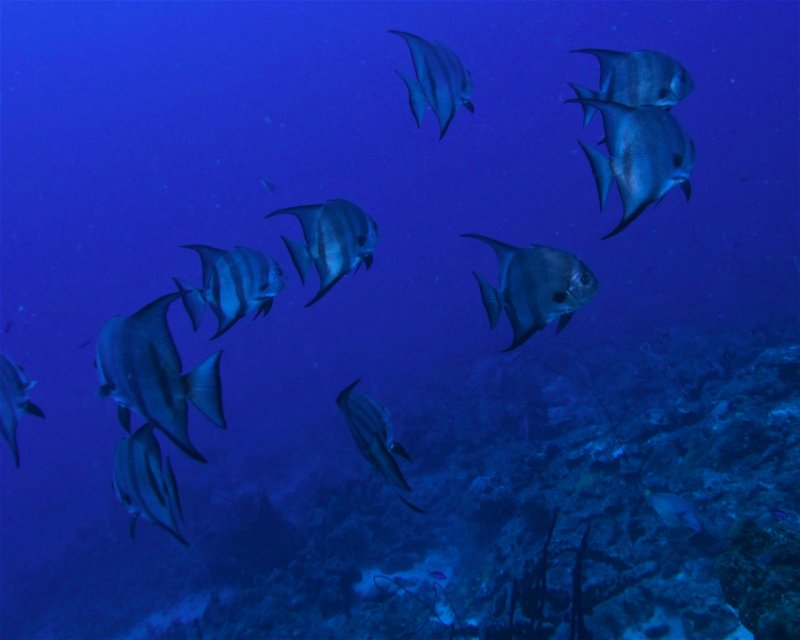 Divesite Image