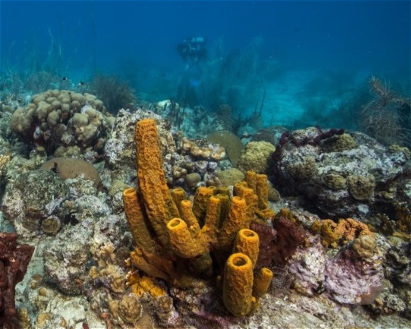 Divesite Image