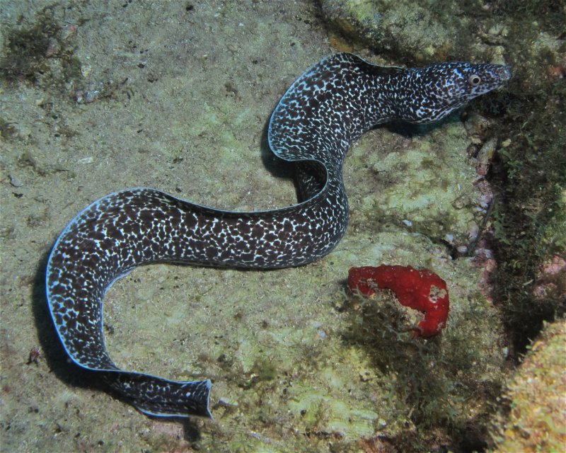 Divesite Image