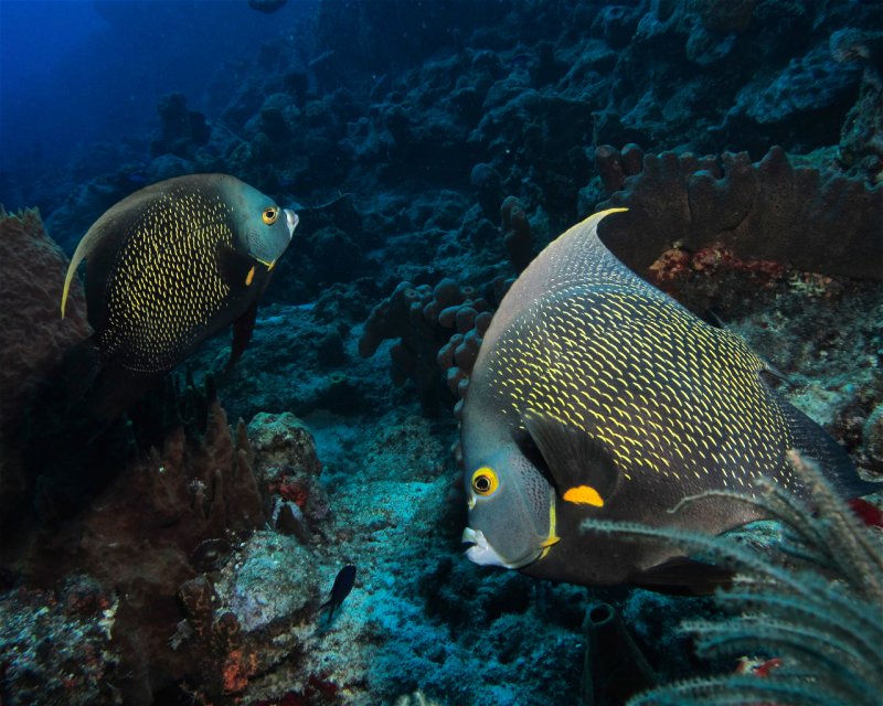 Divesite Image
