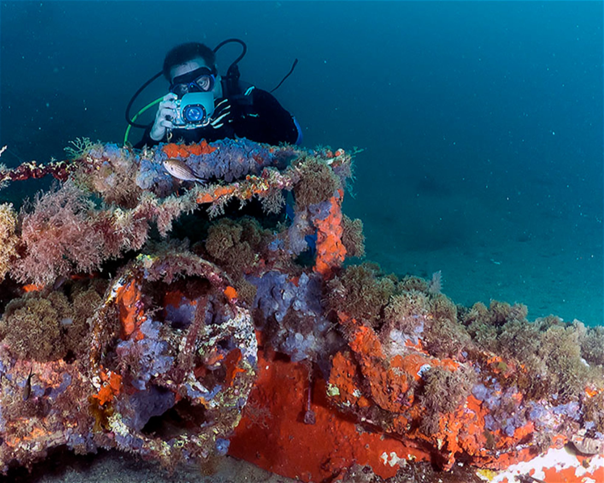BUCEO ESTELA, 30880 Aguilas