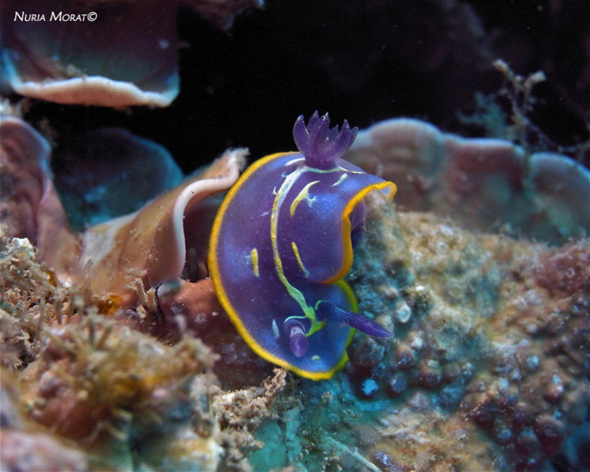 BUCEO ESTELA, 30880 Aguilas