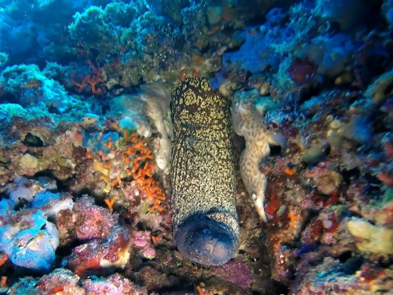 Divesite Image