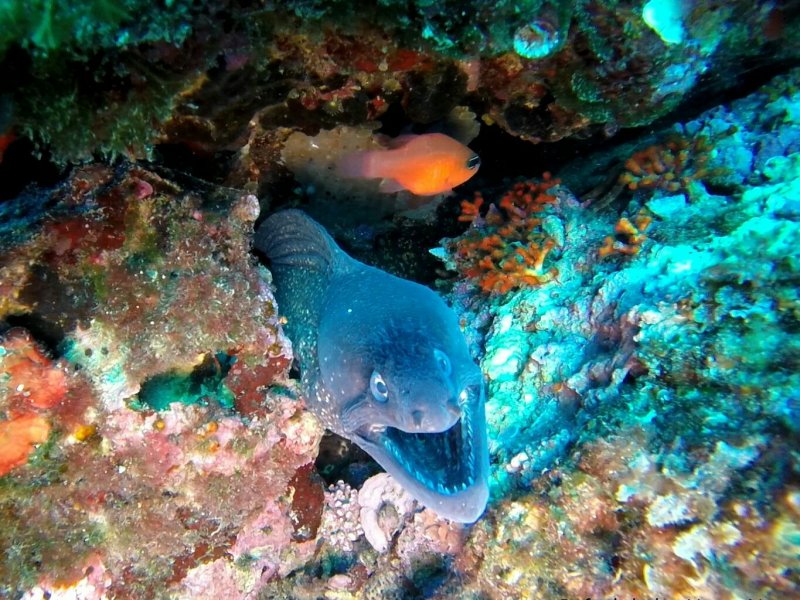 Divesite Image
