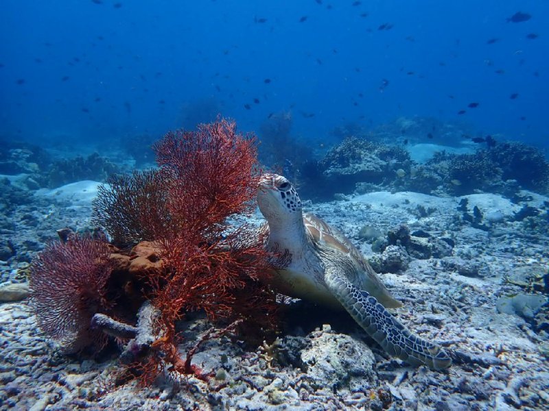 Divesite Image