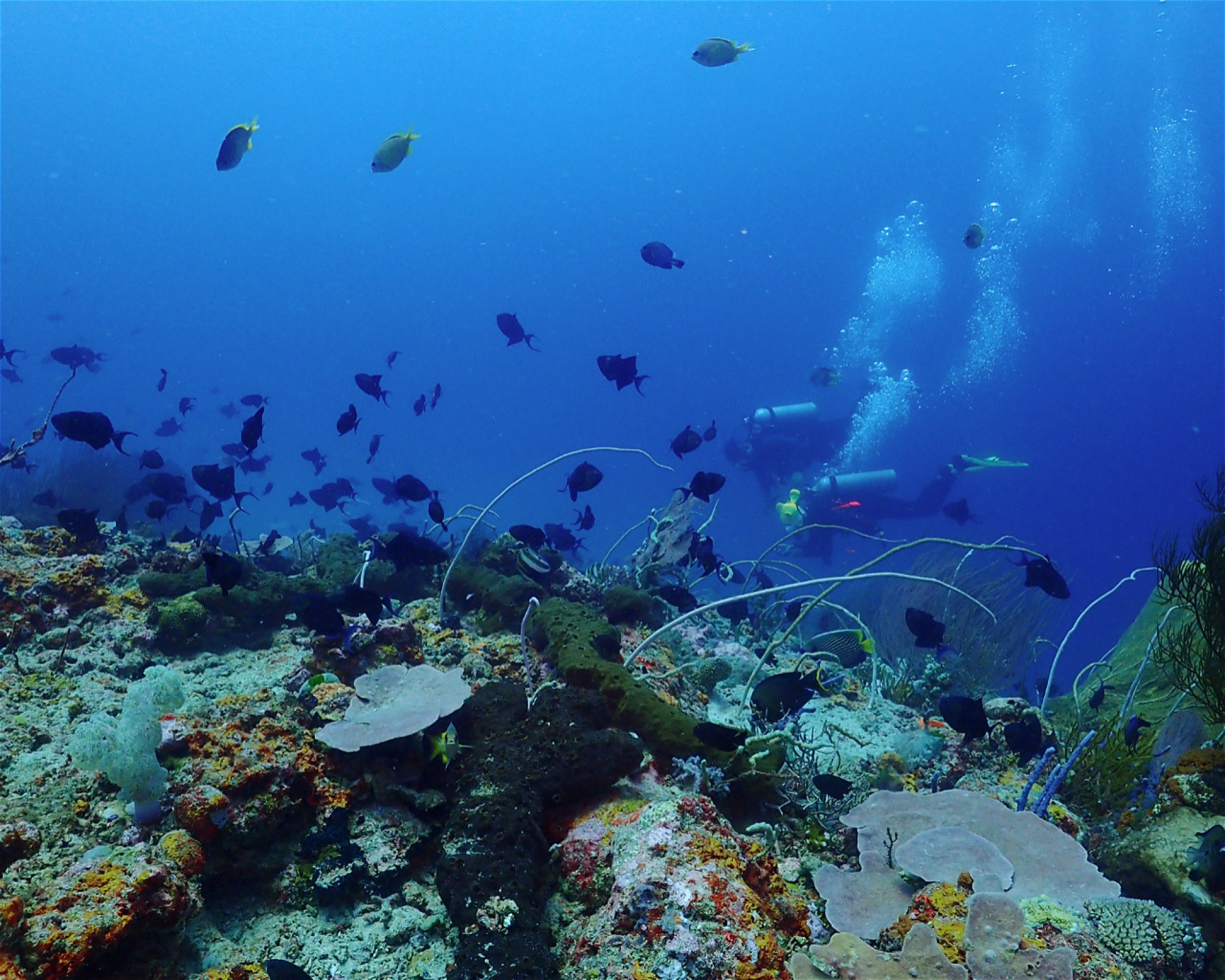 BALI FUN DIVING, 80224 Denpasar Selatan