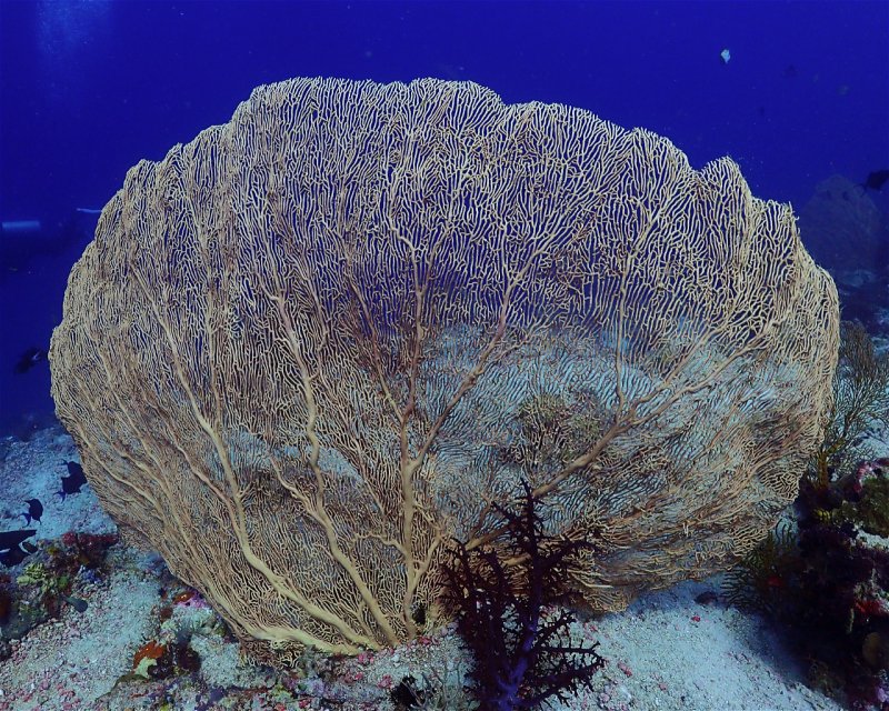 Divesite Image