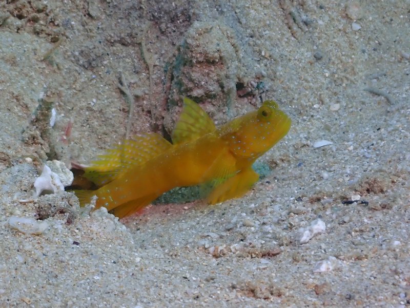 Divesite Image