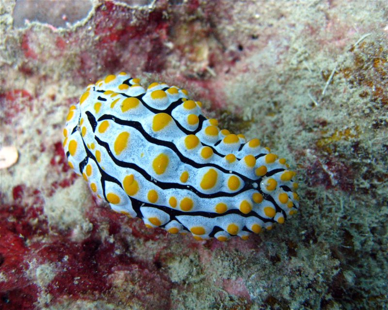 Divesite Image