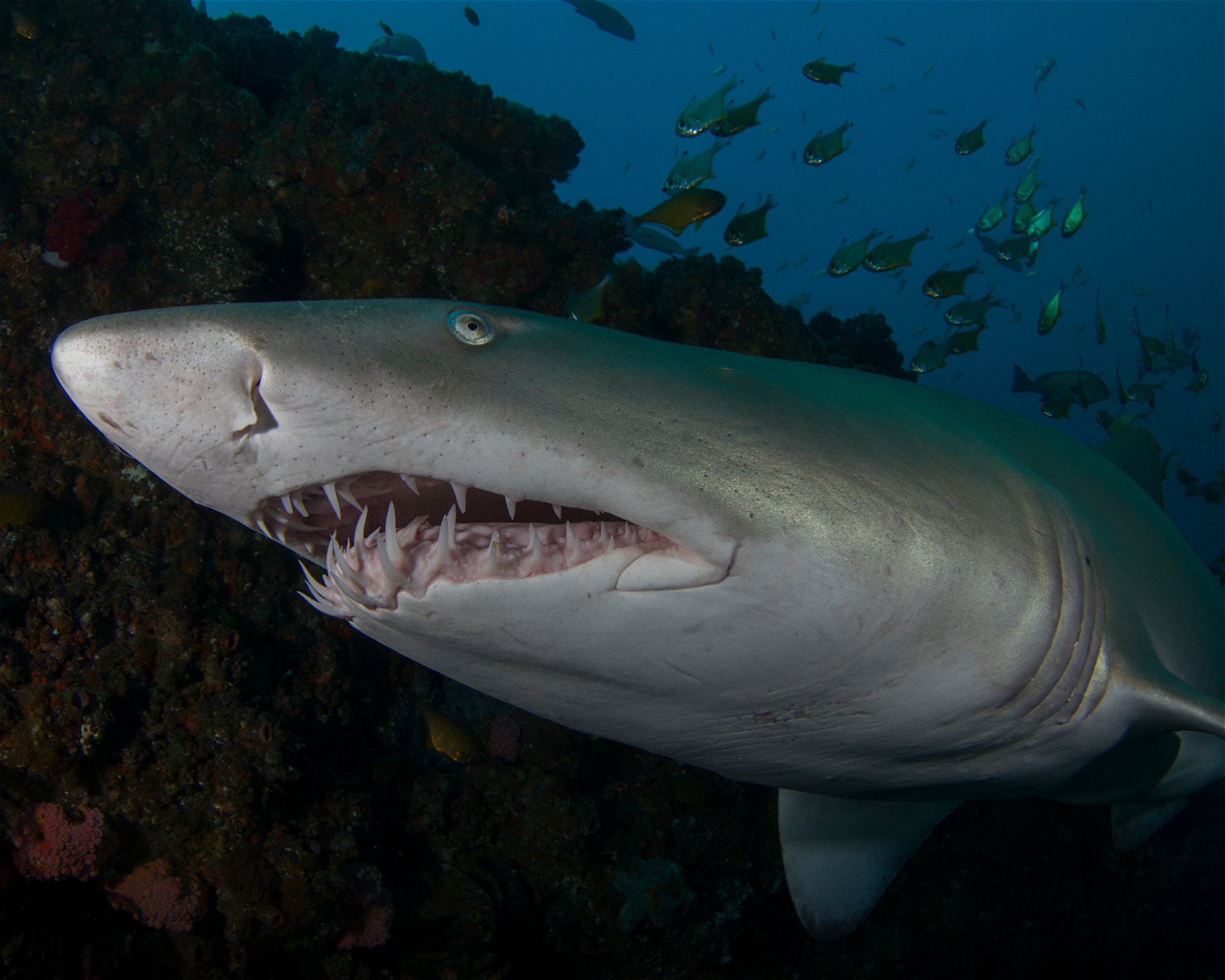 GOLD COAST DIVE CENTRE, 4220 MIAMI