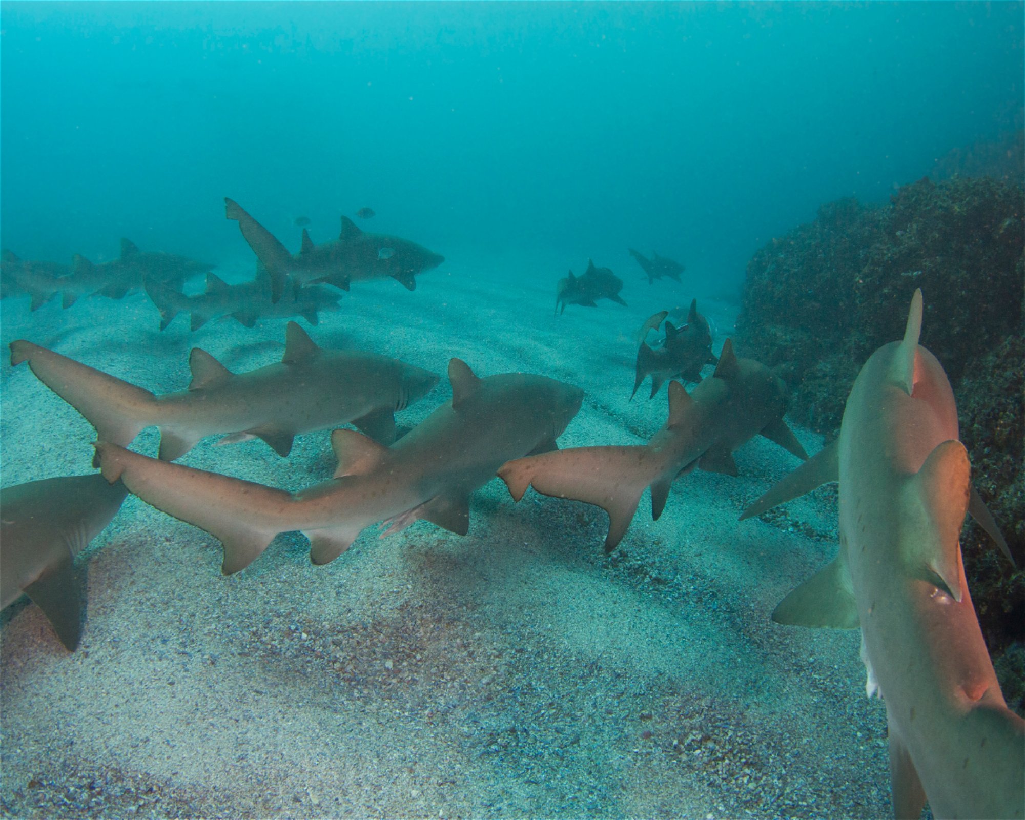 GOLD COAST DIVE CENTRE, 4220 MIAMI