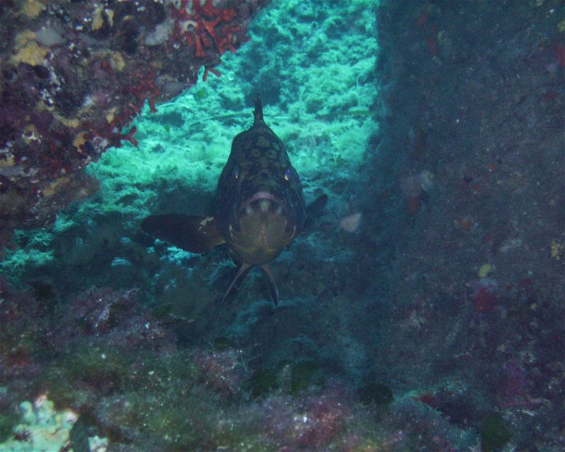Divesite Image