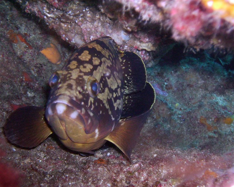 Divesite Image