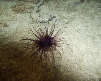 La Ruta de los Meros <span class="text-color-primary text-sm"> (★4.3)</span>
