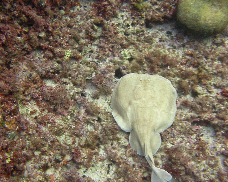 Divesite Image