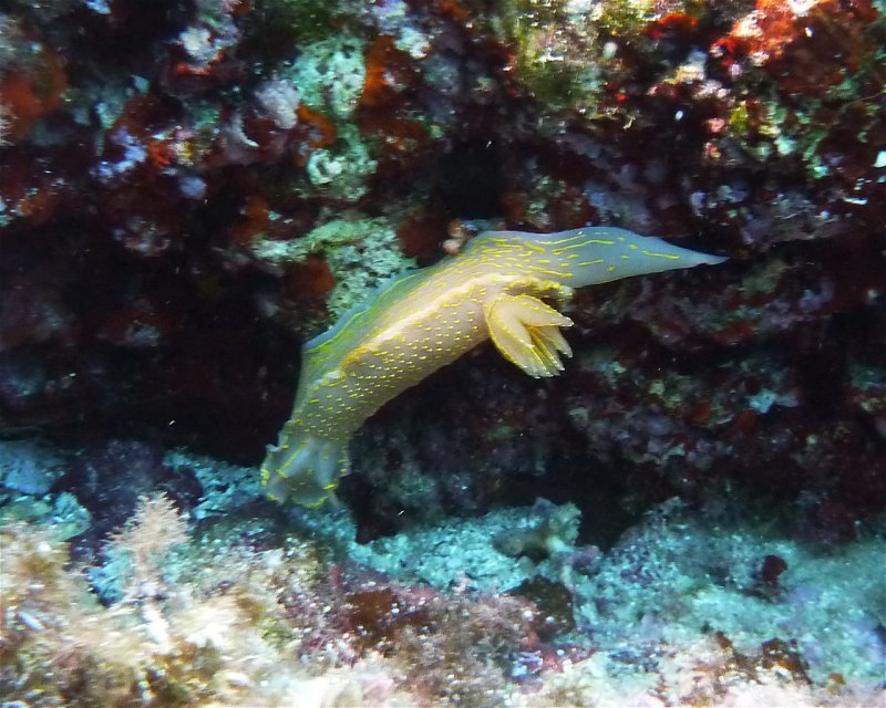 Divesite Image