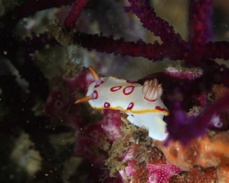 Divesite Image