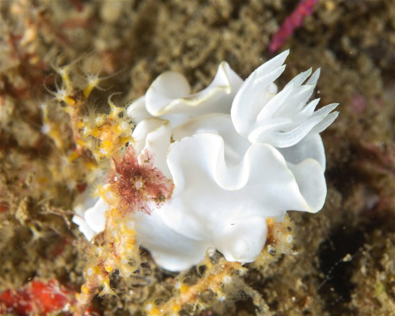 Divesite Image