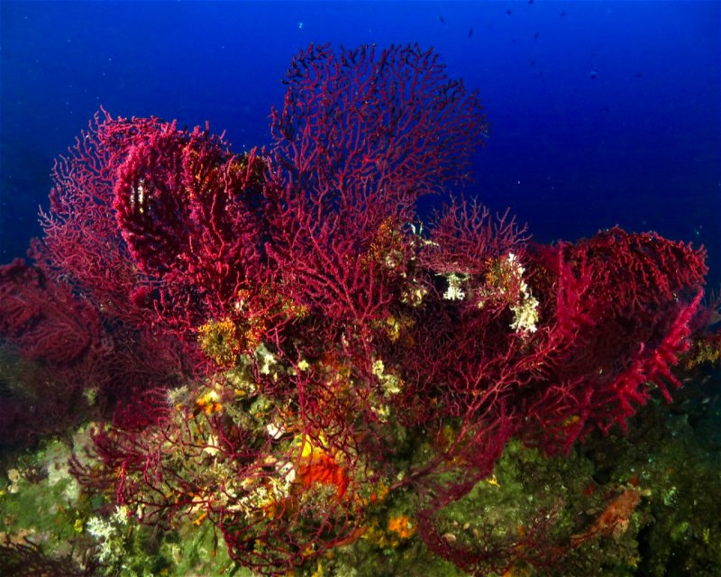 Divesite Image