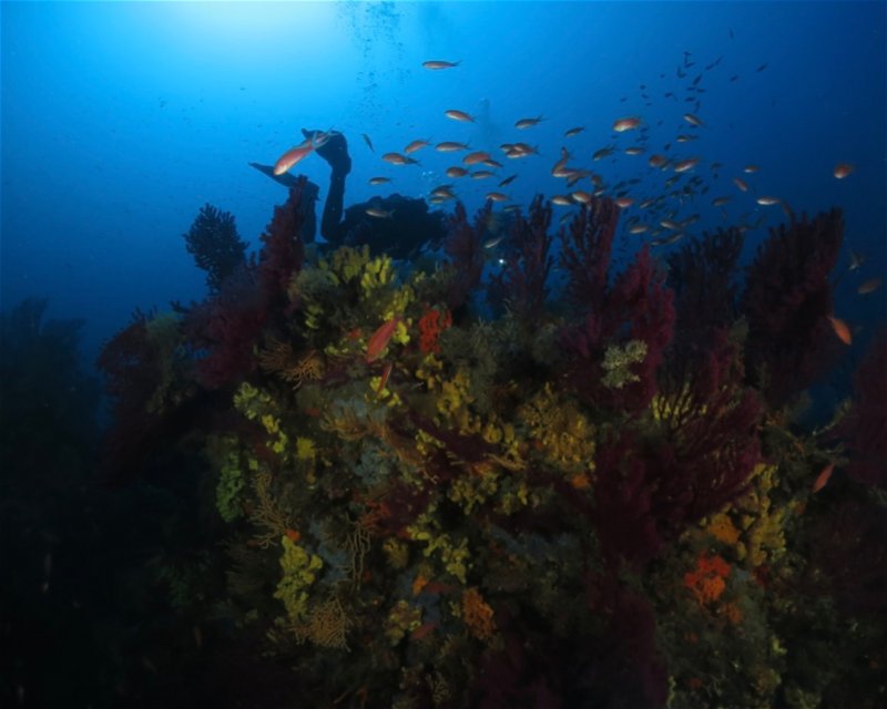 Divesite Image
